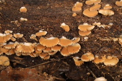 Crepidotus malachioides