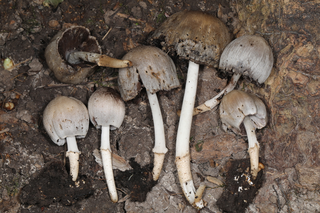 Coprinopsis Romagnesiana From Shades State Park Waveland Indiana USA coprinopsis-romagnesiana-from-shades-state-park-waveland-indiana-usa