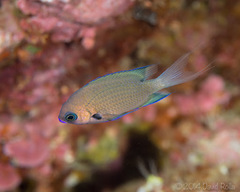 Pycnochromis pacifica