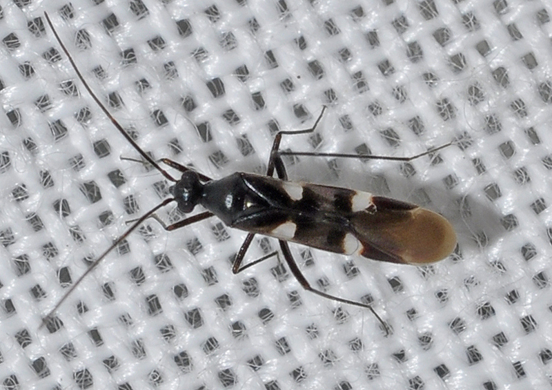 Systellonotus thymi