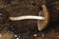 Cystoagaricus