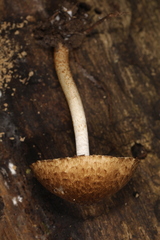 Cystoagaricus