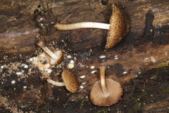 Cystoagaricus