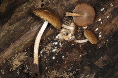 Cystoagaricus