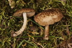 Cystoagaricus