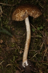 Cystoagaricus