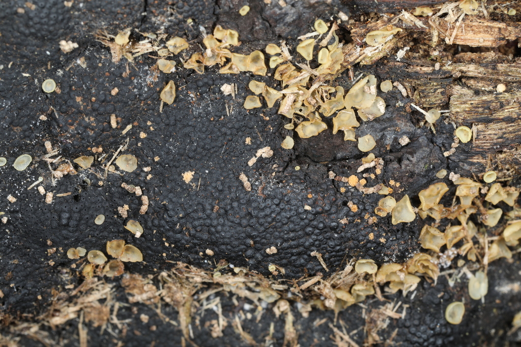 Orbiliaceae from Shades State Park, Waveland, Indiana, USA on August 22 ...