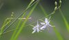 Branched St Bernard's Lily - Photo (c) Norbert Sauberer, some rights reserved (CC BY-NC), uploaded by Norbert Sauberer
