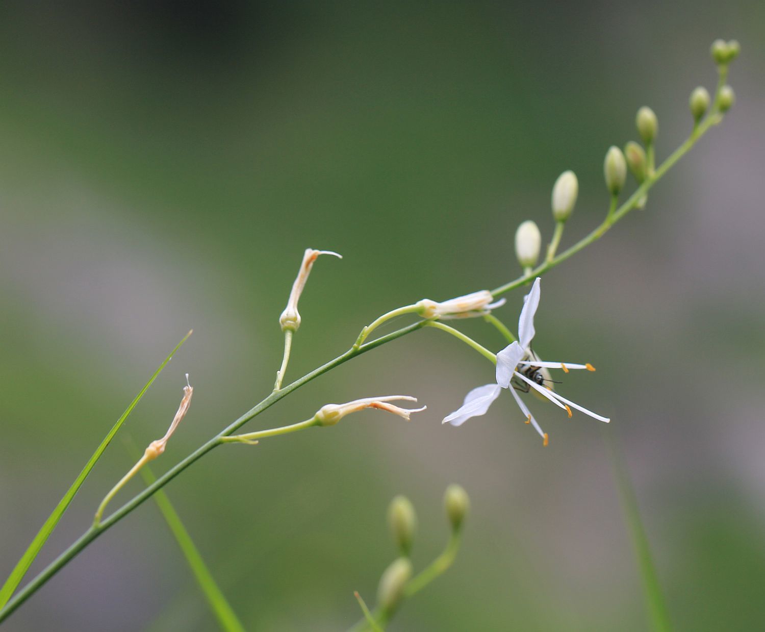 Anthericum