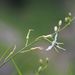 Anthericum - Photo (c) Norbert Sauberer, some rights reserved (CC BY-NC), uploaded by Norbert Sauberer
