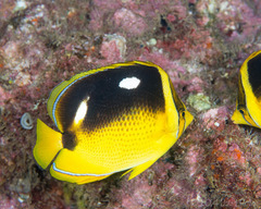 Chaetodon quadrimaculatus
