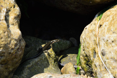 Emoia atrocostata