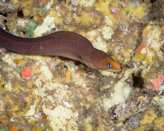 Gymnothorax melatremus