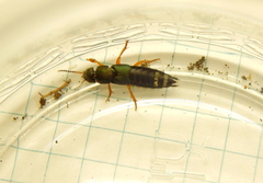 Platydracus fulvipes