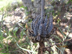 Aloe parvula image