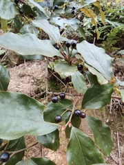Lindera glauca