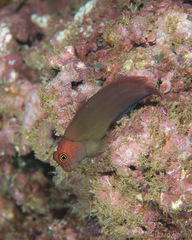 Cirripectes vanderbilti