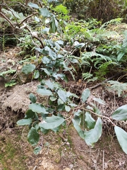 Lindera glauca