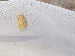 Acleris quercinana