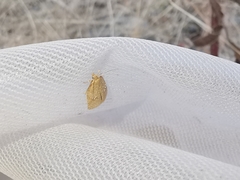 Acleris quercinana