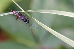 Exetastes adpressorius