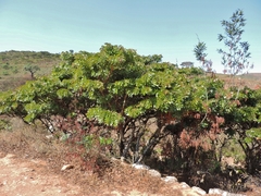 Brachystegia spiciformis