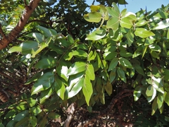 Brachystegia spiciformis