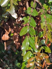 Brachystegia spiciformis