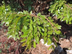 Brachystegia spiciformis