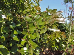 Brachystegia spiciformis