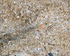 Fusigobius duospilus