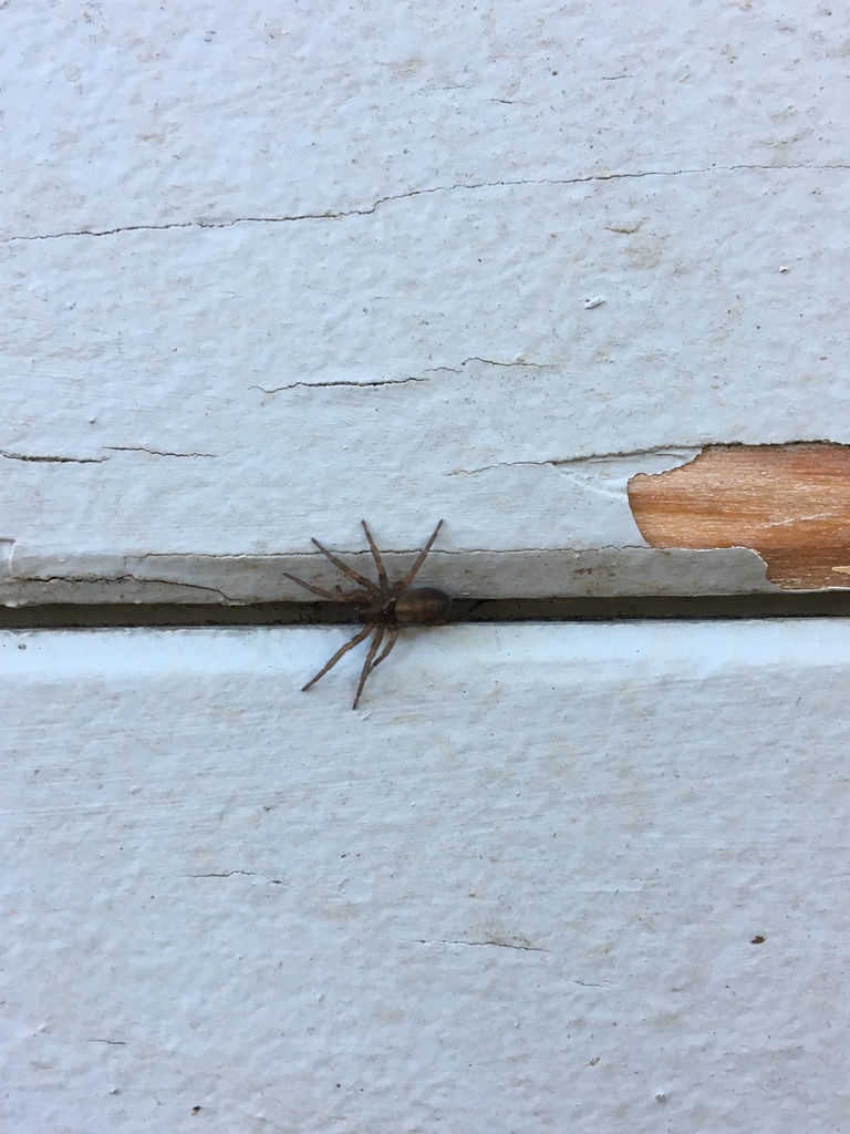 Callobius pictus