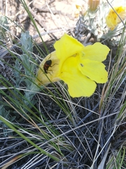 Cymbaria daurica