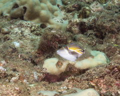 Rhinecanthus rectangulus
