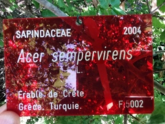 Acer sempervirens