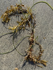 Sargassum horneri