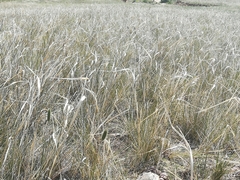 Stipa krylovii
