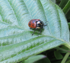 Cryptocephalus octopunctatus