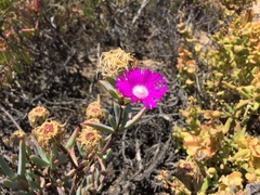 Lampranthus haworthii