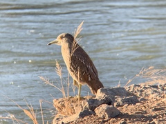 Nycticorax nycticorax