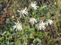 Tripleurospermum inodorum