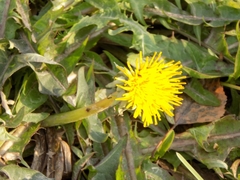 Taraxacum officinale