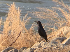 Quiscalus mexicanus