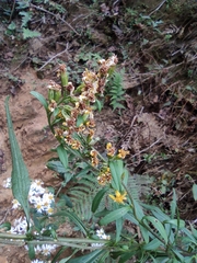 Solidago decurrens