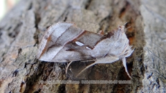 Macdunnoughia purissima