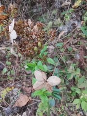 Hydrangea paniculata