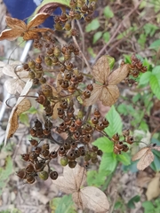Hydrangea paniculata