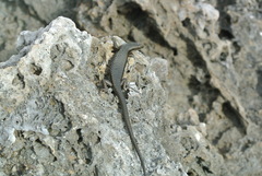 Emoia atrocostata