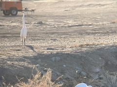 Ardea alba