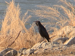 Quiscalus mexicanus